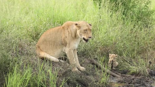 Lioness and Cub Relaxing in Grassy Habitat