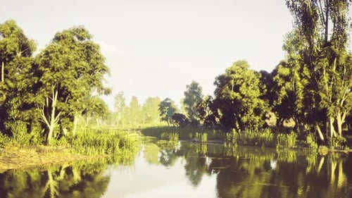 Calm River Reflecting Trees Under Bright Sky in a Serene Landscape