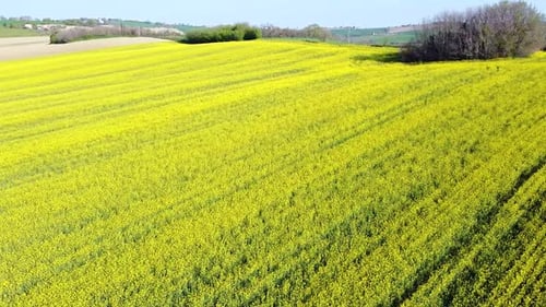 Drone fly over yellow rapeseed field. hill landscape countryside and forest during Warm sunny summ