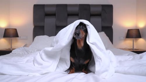Naughty black and tan dachshund dog is sitting in the center of bed at home or at dog-friendly hotel