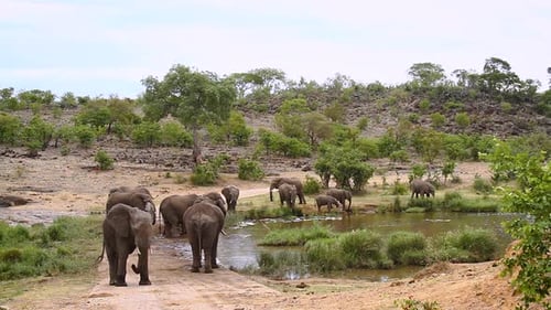 Afrikanischer Buschelefant im Krüger-Nationalpark, Südafrika