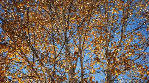 View to Tree Top of Birch with Brown Leaves at Sunny Autumn Day Branches with Lush Foliage Gently