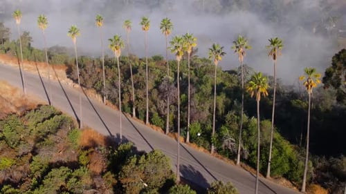 Aerial shot of clouds and sunrise behind a row of palm trees