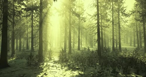 Sunlight Filtering Through Tall Trees in a Serene Forest Landscape