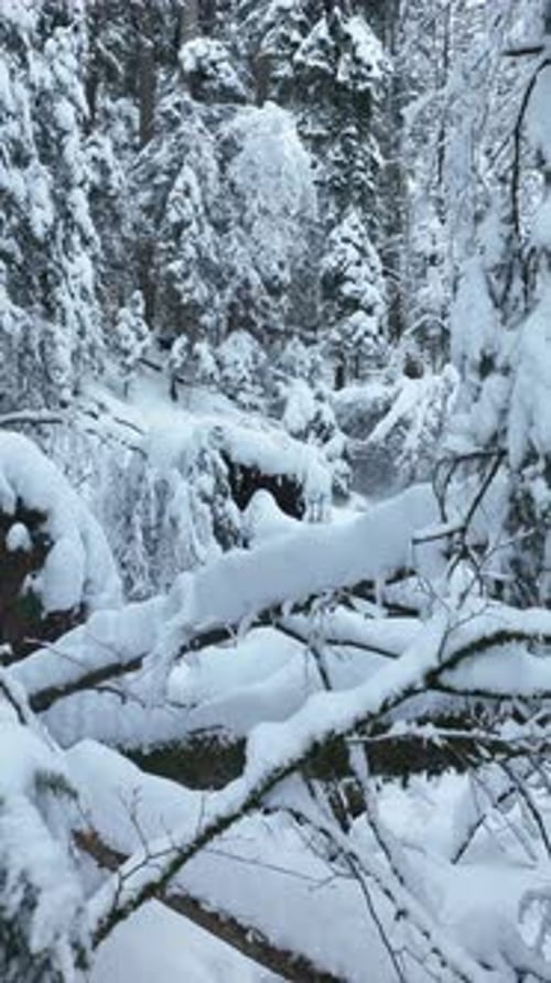 Winter Wonderland A Beautiful SnowCovered Forest Landscape to Explore and Appreciate