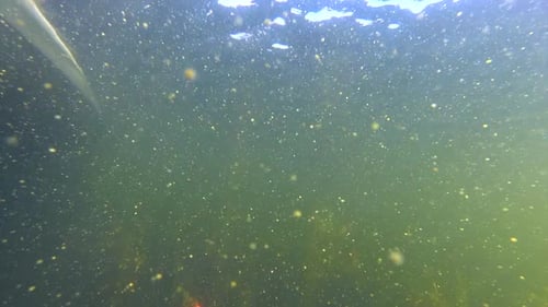 Leurre de pêche Spinner se déplaçant dans les mauvaises herbes sous l'eau