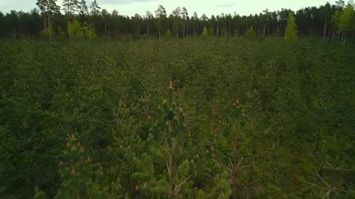 Serene Aerial View of Lush Pine Forest in Daylight a Natural Habitat with Untouched Wilderness and