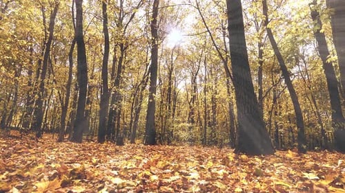 Beautiful Autumn Landscape Forest with Yellow Leaves on Trees and Ground Bright Rays Shining on a