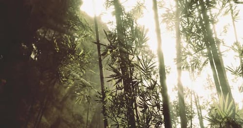 Bamboo Forest Illuminated By Sunlight in a Serene Natural Setting