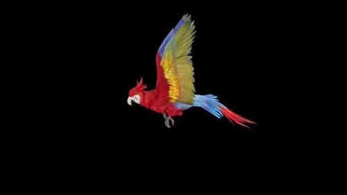Colorful Animated Macaw Parrot Flying