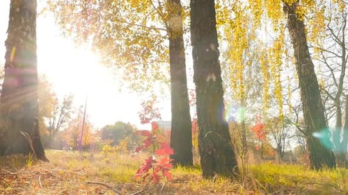 Beautiful Autumn Forest