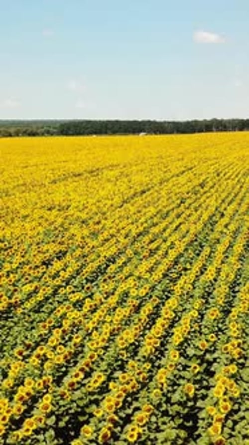 Flying Over the Fields of Blooming Sunflowers. Aerial View Of The Sunflower Field. Vertical video