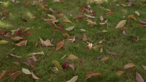 Slow-motion shot of Fall Foliage in the Pacific Northwest