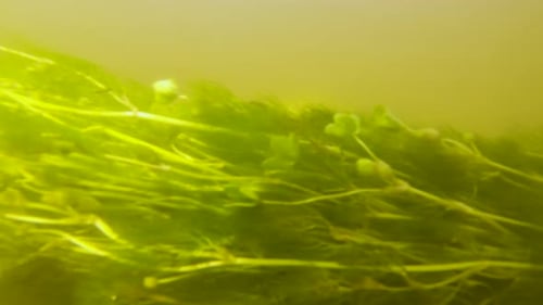Unterwasseraufnahme einer Süßwasseralge, die in der Strömung in trübem Wasser weht