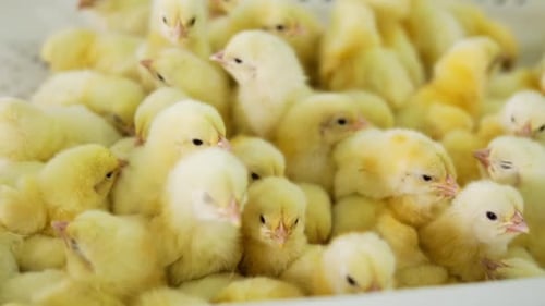 Close Up of Many Small Yellow Baby Chicks