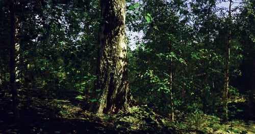 Trees and Sunlight Create a Serene Atmosphere in Dense Forest Landscape
