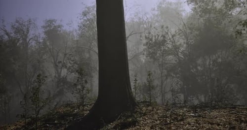 Misty Forest During Early Morning Light Reveals Tranquil Beauty and Serenity