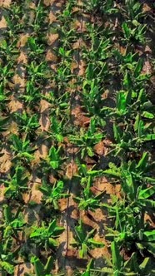 Top View of Green Beautiful Fields of Agricultural Farmers Clip Neat Farm Fields for Agricultural