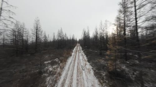 The Enchanting First Snow Blankets a Serene Forest Trail in Winter Wonderland Magic