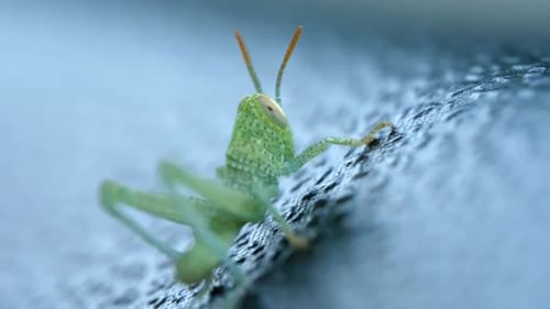 Macro View of a Green Grasshopper Climbing on Textured Surface