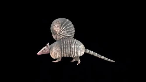 Two Armadillo Idle
