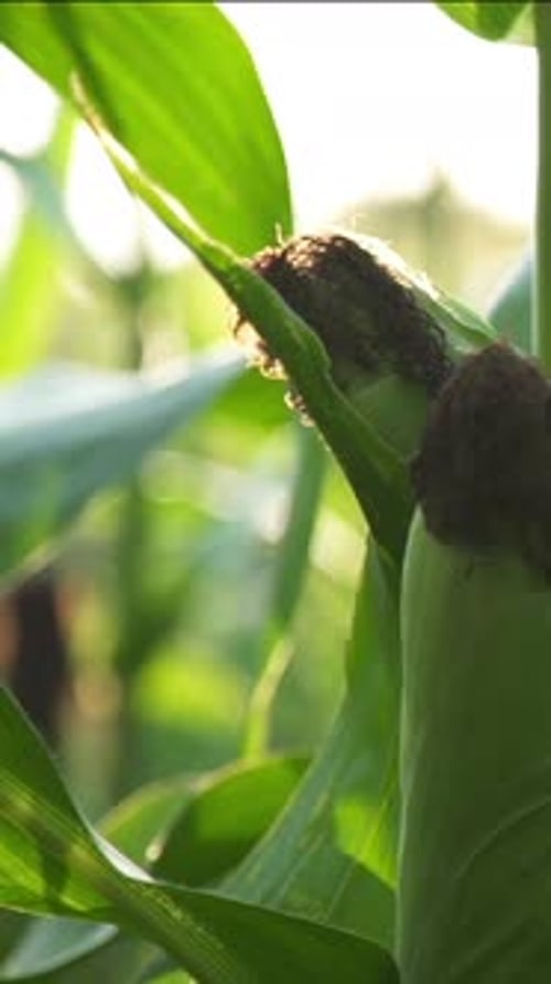 Grüne Maiskolben mit Narben auf einem Maisstängel in einem Feld an einem sonnigen Tag Nahaufnahme