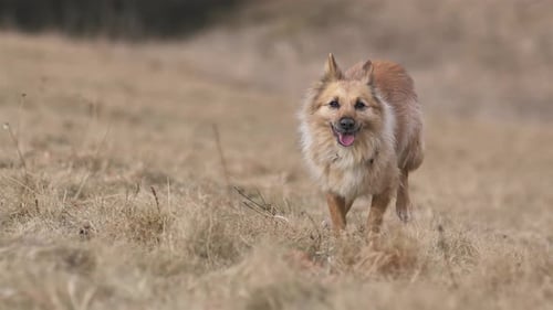 Happy Dog Running in Autumn Meadow