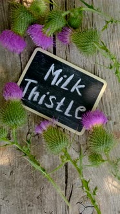 Bird's Eye View of Milk Thistle Blooms and Handwritten Chalkboard Sign