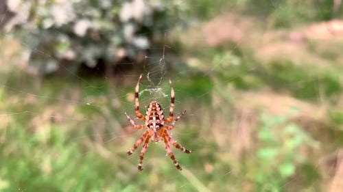 Close up view of a multicolored small spider sitting in its cobweb