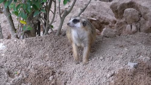 Erdmännchen steht auf zwei Beinen und hält Ausschau nach Gefahren Thailand Zeitlupe