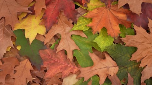 Colorful Autumn Leaves on the Ground in Fall