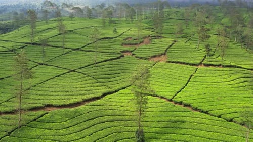 Tea plantation