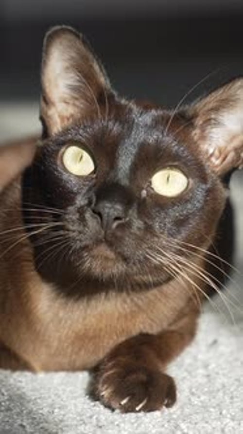 Chat birman brun avec une fourrure couleur chocolat et des yeux jaunes regardant Vidéo verticale