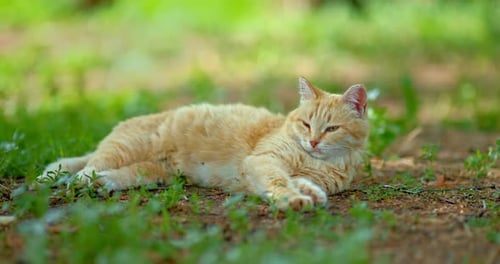 Red Cat Sleeping on Grass and Waking Up By Loud Sound Village Cat Relaxing in Daytime Prores
