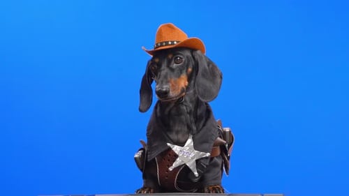 Dachshund Dressed as Sheriff Against Blue Background