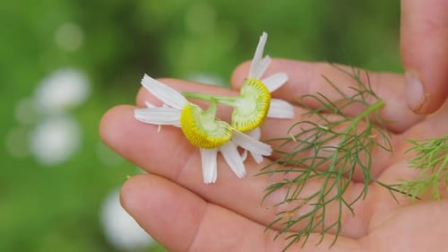 Concept de tisane, main tenant une fleur de camomille et des feuilles de fenouil, gros plan