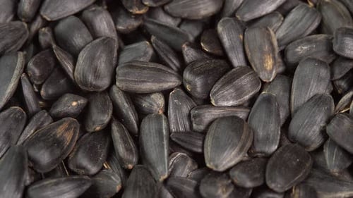 Roasted Sunflower Seeds Close-up rotate as background. Harvesting Sunflower Unpeeled Seeds, Health