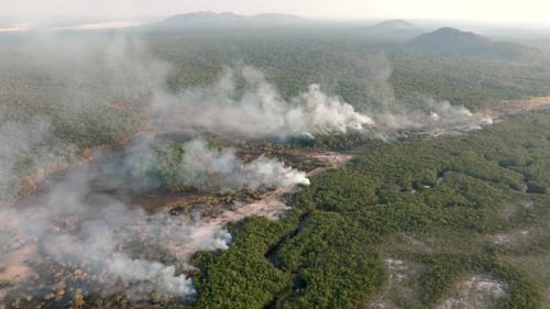 Tropical rainforest wildfires