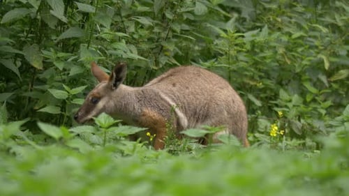 Fährtenaufnahme eines sich bewegenden Gelbfuß-Felsenwallabys (Petrogale xanthopus).