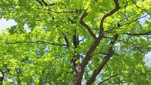 the Crown of a Huge Oak Tree on a Sunny Summer Day a Black Tree Trunk a Blue Sky in the Background