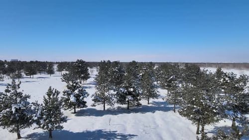 winter snowy trees