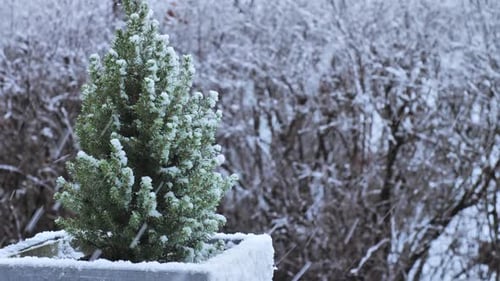 Snow Falling on Small Evergreen Tree in Winter