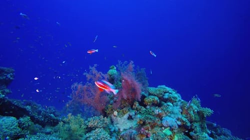 Soft Coral Broccoli And Colourful Fishes