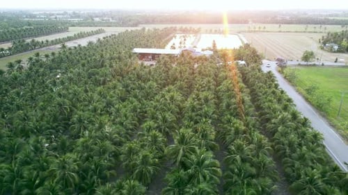 Cultivation of coconuts for sale in agriculture. Aerial view drone flies over a large coconut grove.