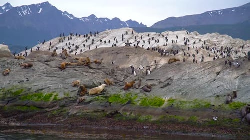 Des otaries et des oiseaux de mer se rassemblent sur une île rocheuse près d'Ushuaïa, dans le canal de Beagle, avec des montagnes