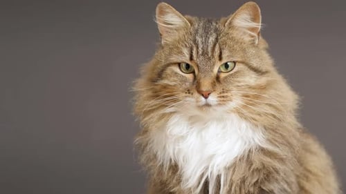 Portrait of Fluffy Brown Tabby Cat on Gray Background