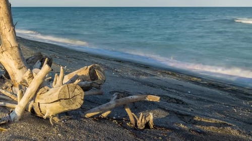Branch in Sunlight Lies on a Wild Beach Against the Backdrop of the Black Sea and the Cloudy Sky