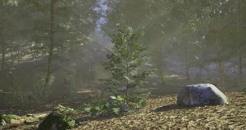 Lush Forest with Greenery and Rocky Terrain Under Soft Sunlight