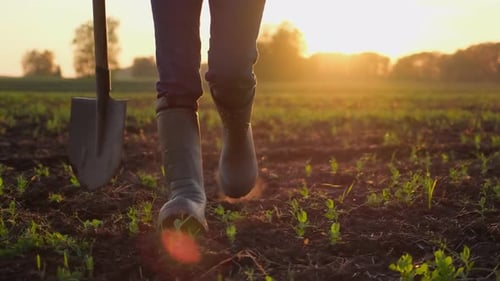 Junger männlicher Bauer im Gummistiefelhemd mit Schaufel auf einem Gemüseanbaufeld von Planted