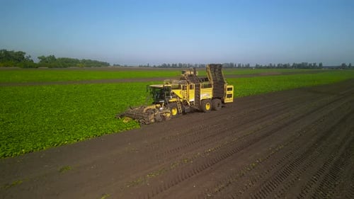Combine harvesting sugar beet aerial view